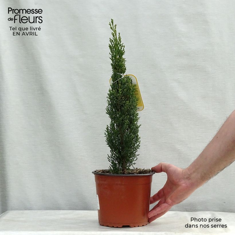Cupressus sempervirens Totem - Florence Cypress 2L/3L pot sample as delivered in spring