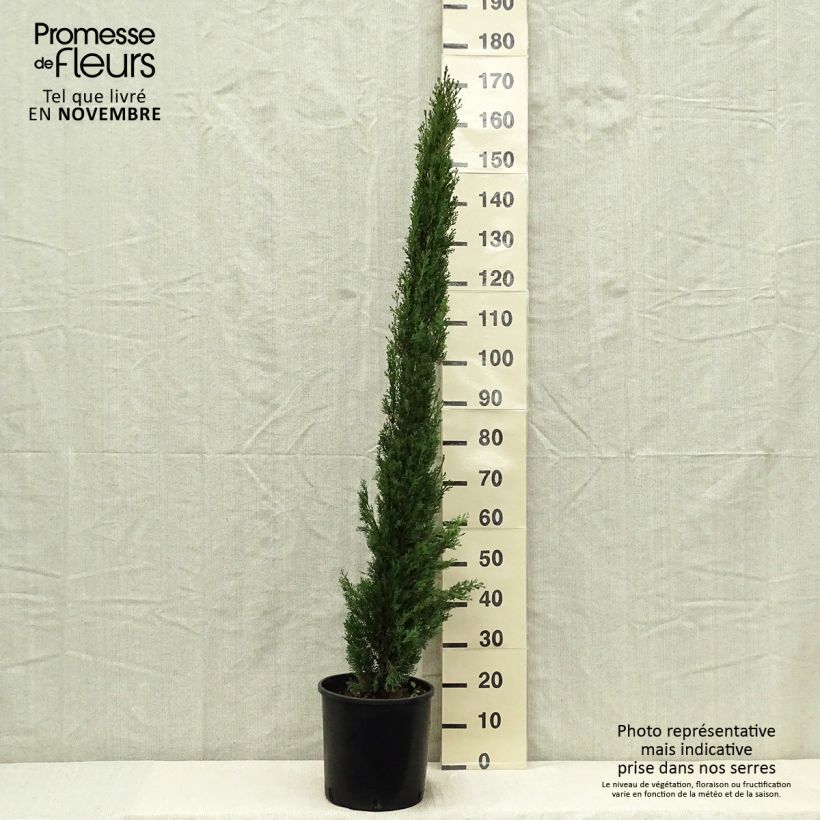 Cupressus sempervirens Totem - Florence Cypress 7.5L/10L pot sample as delivered in autumn