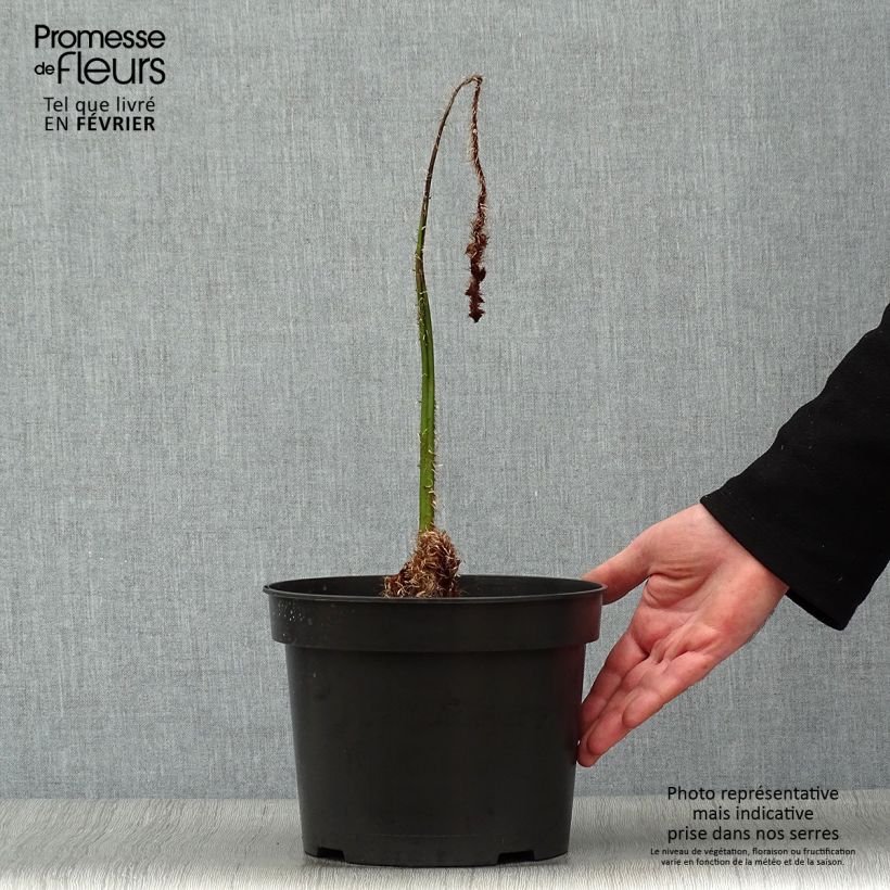 Cyathea australis - Australian Tree Fern 2L/3L pot sample as delivered in winter