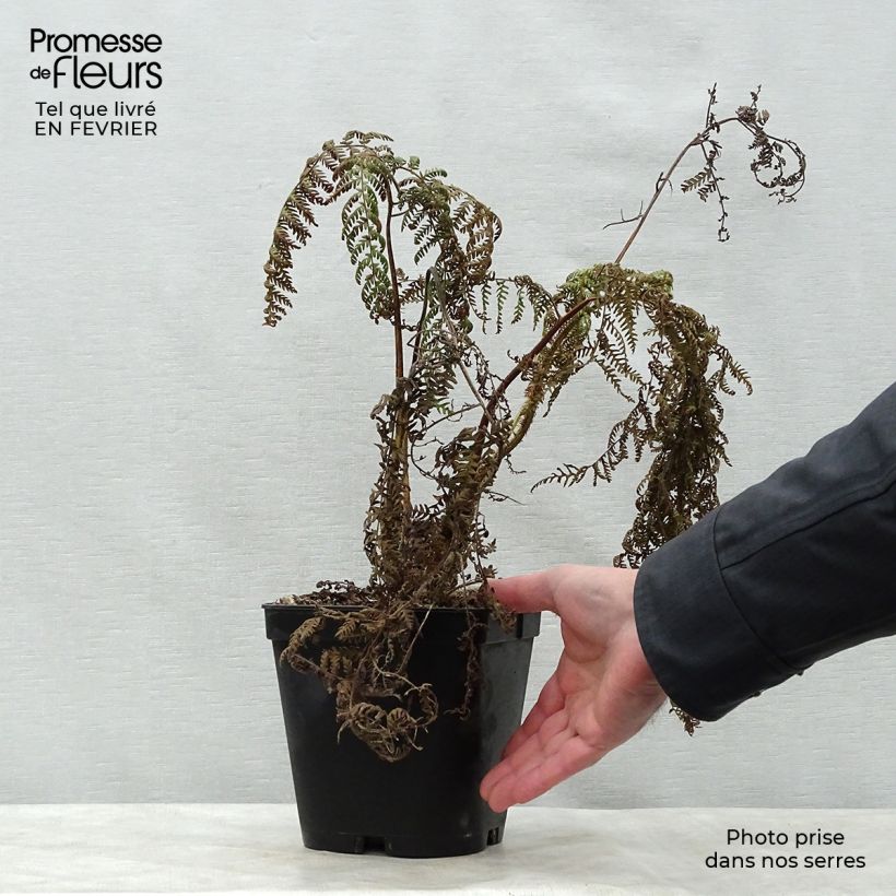 Cyathea medullaris - Black Tree Fern 2L/3L pot sample as delivered in winter