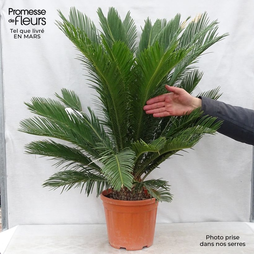 Cycas revoluta - Japanese Sago Palm 4L/5L pot sample as delivered in spring
