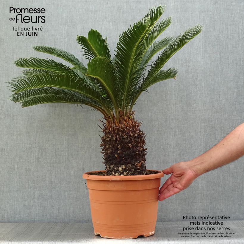Cycas revoluta - Japanese Sago Palm 7.5L/10L pot sample as delivered in spring
