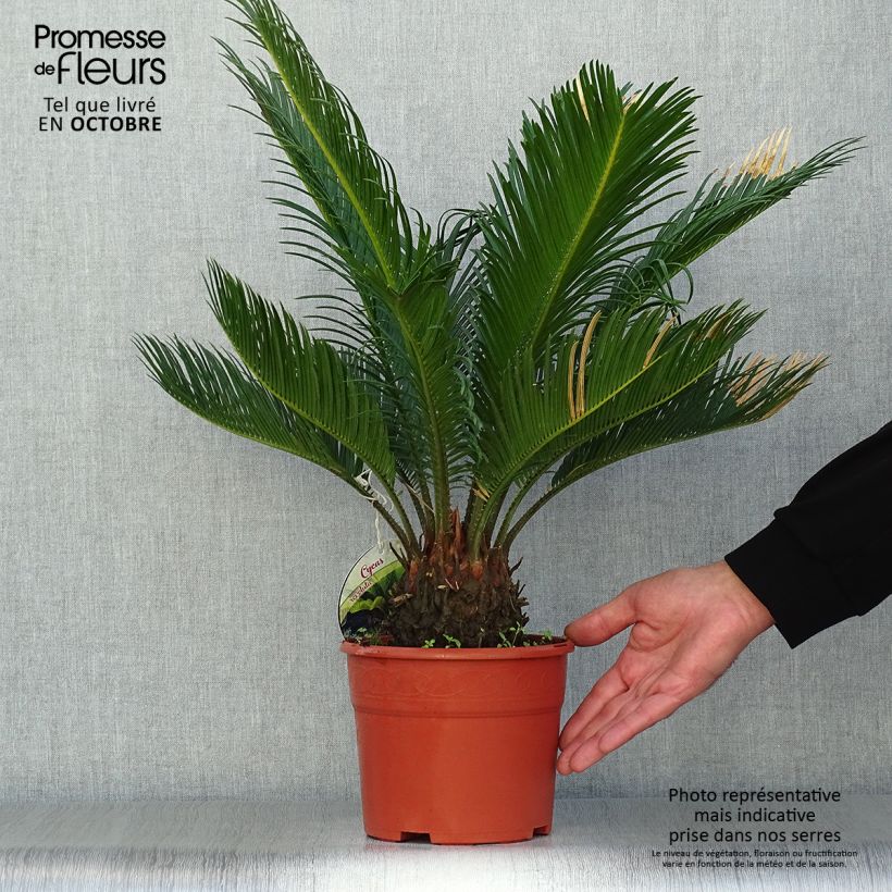Cycas revoluta - Japanese Sago Palm 2L/3L pot sample as delivered in autumn