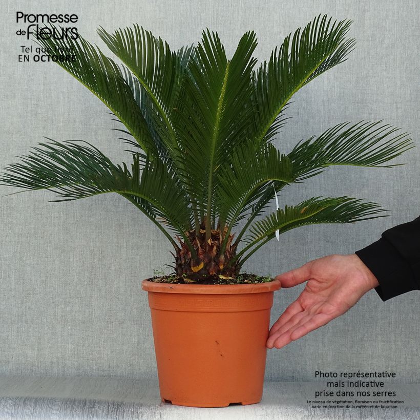 Cycas revoluta - Japanese Sago Palm 4L/5L pot sample as delivered in autumn