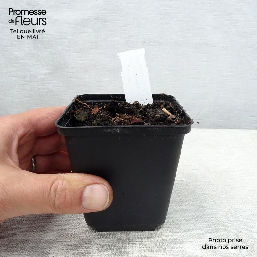 Cyclamen coum Album 8/9 cm pot sample as delivered in spring