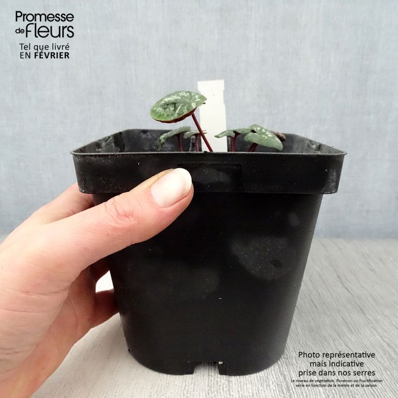 Potted Cyclamen Coum - Pink 2L/3L pot sample as delivered in winter