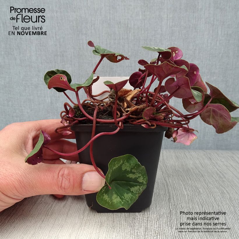 Potted Cyclamen Coum - Pink 8/9 cm pot sample as delivered in autumn