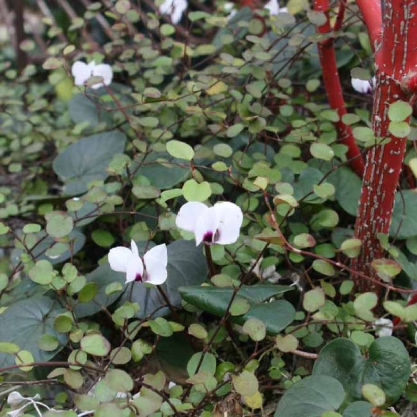 Cyclamen coum Album (Plant habit)