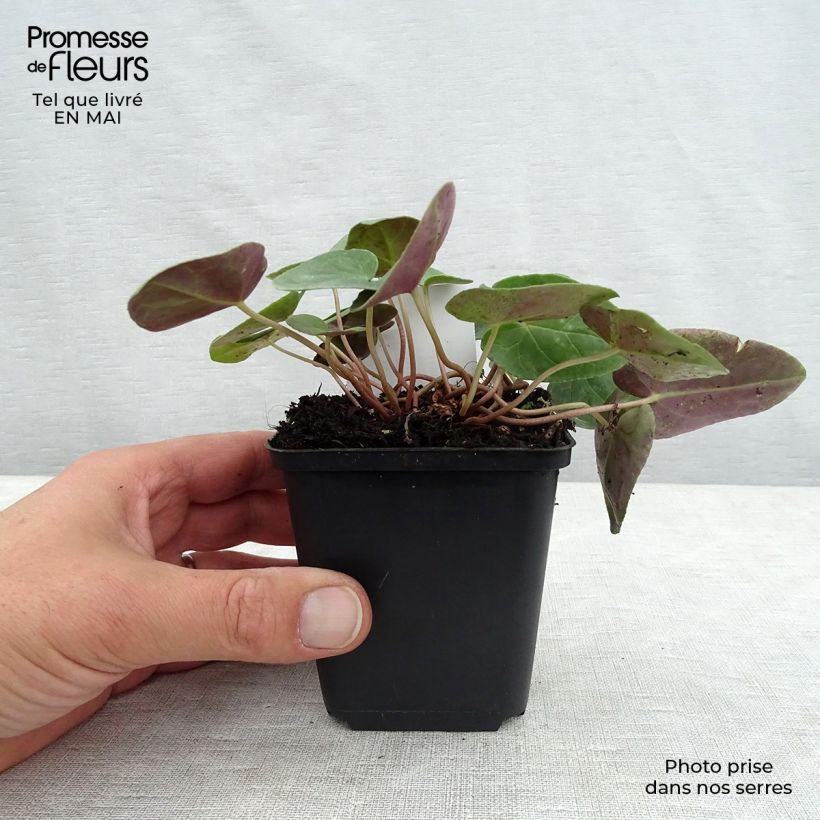 Cyclamen hederifolium Album 7/8 cm pot sample as delivered in spring