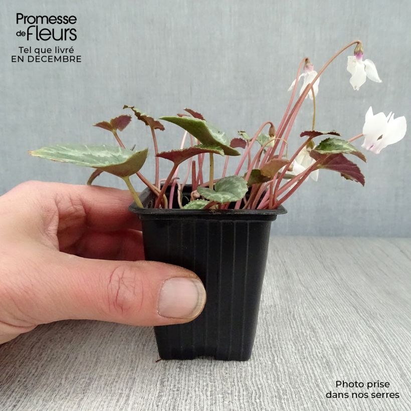 Cyclamen hederifolium Album 7/8 cm pot sample as delivered in winter