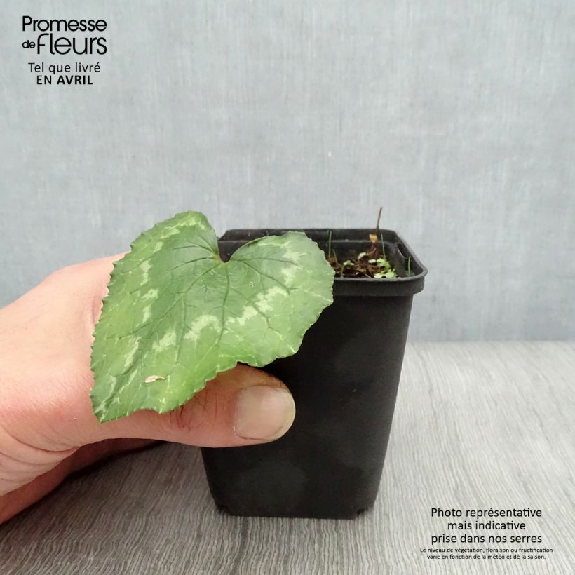 Cyclamen hederifolium - Ivy-leaved cyclamen sample as delivered in spring