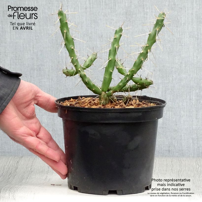 Cylindropuntia imbricata 4L/5L pot sample as delivered in spring