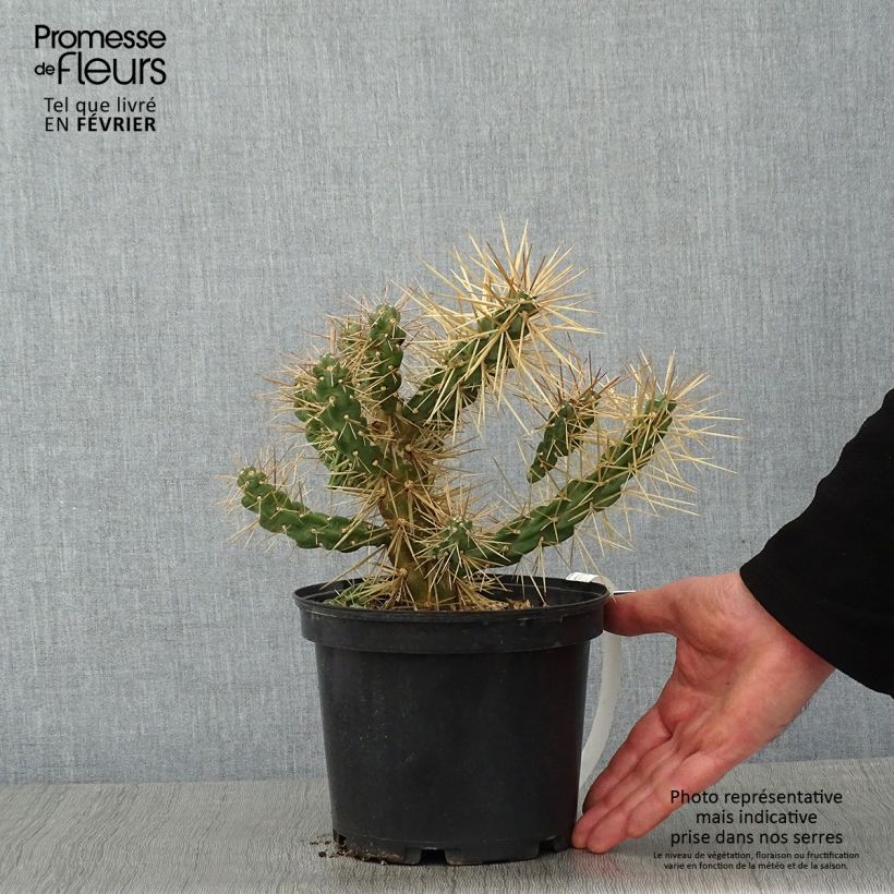 Cylindropuntia tunicata 4L/5L pot sample as delivered in winter
