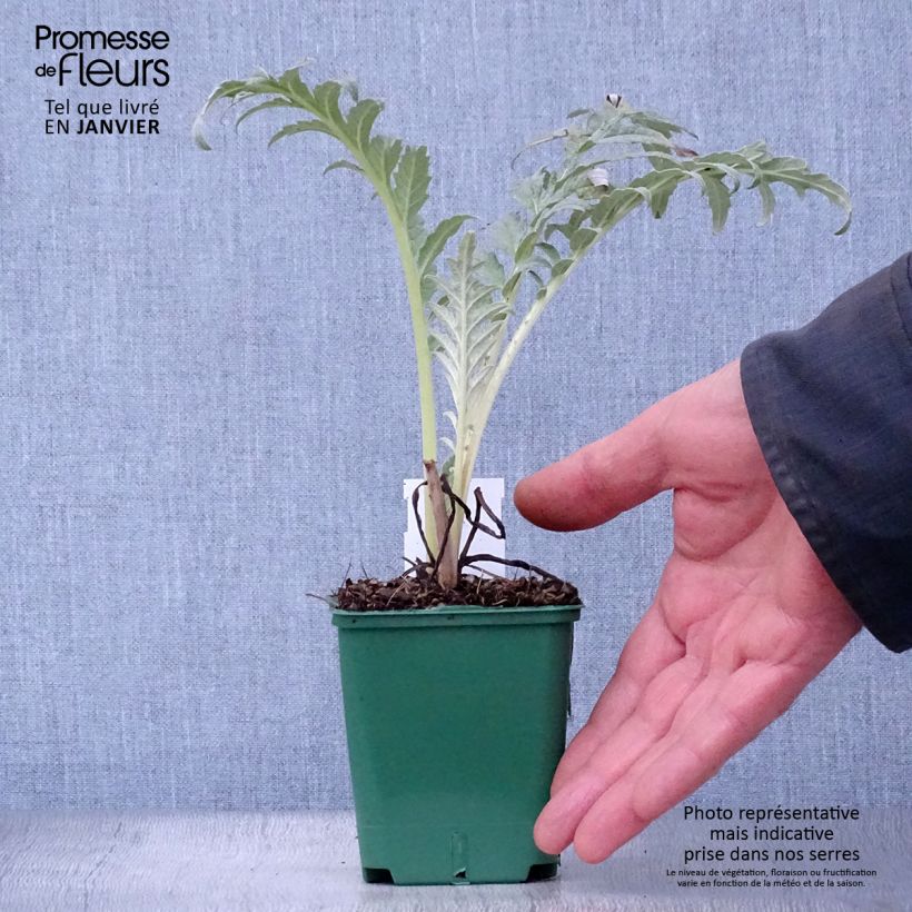 Potted Cynara cardunculus - Cardoon 8/9 cm pot sample as delivered in winter