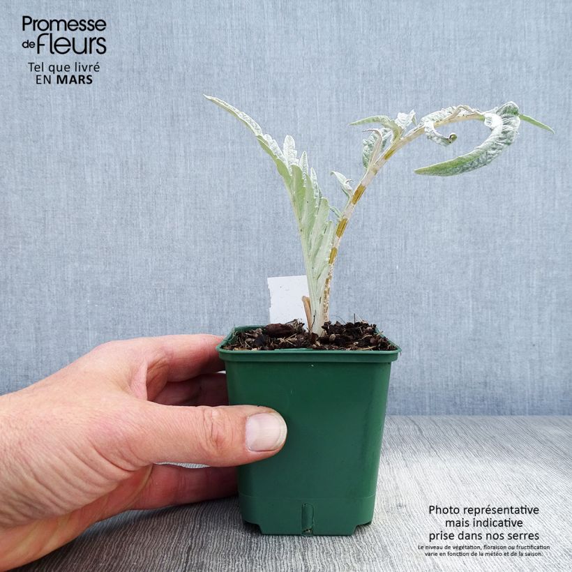 Potted Cynara cardunculus - Cardoon 8/9 cm pot sample as delivered in spring
