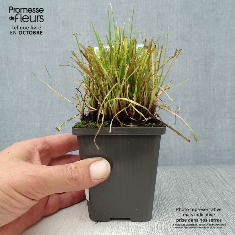 Cyperus alternifolius - Umbrella Papyrus 8/9 cm pot sample as delivered in autumn