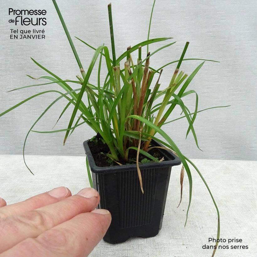 Cyperus alternifolius - Umbrella Papyrus 8/9 cm pot sample as delivered in winter