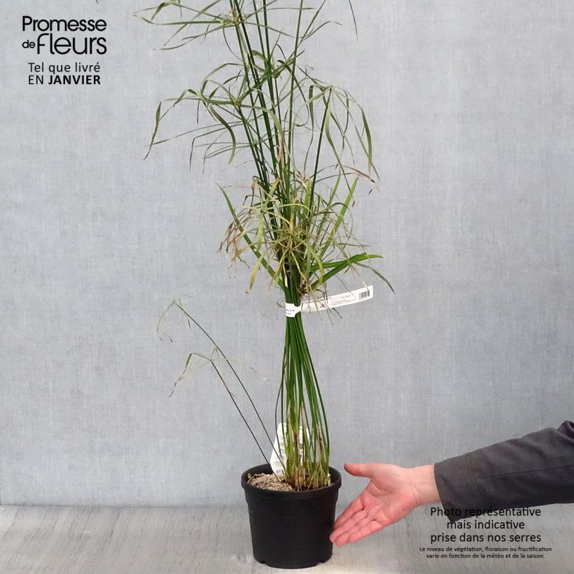 Cyperus alternifolius - Umbrella Papyrus 2L/3L pot sample as delivered in winter