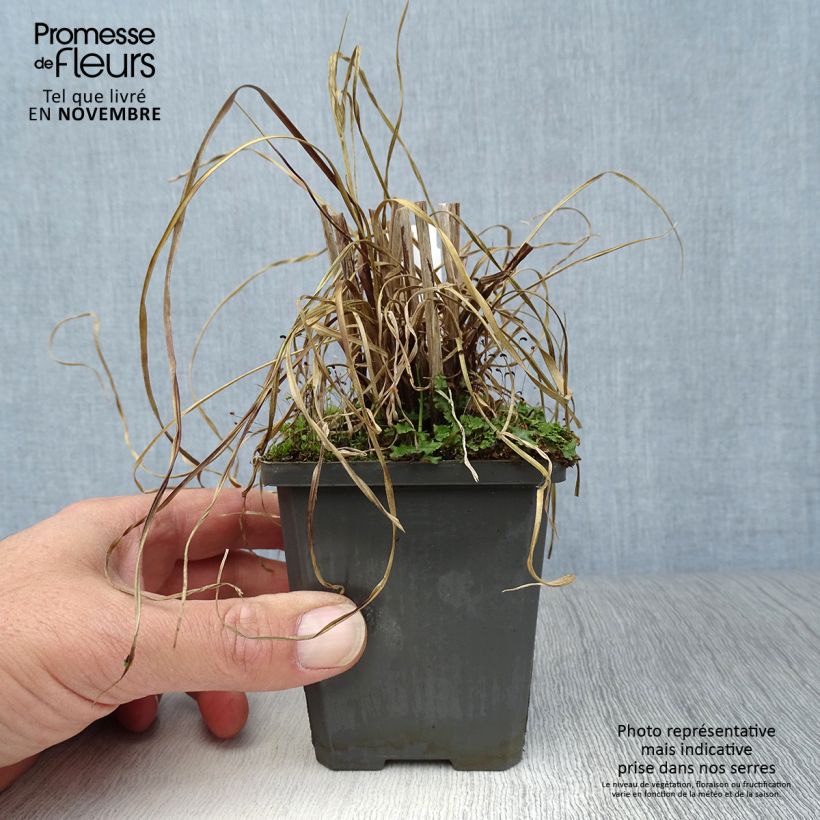 Cyperus glaber 8/9 cm pot sample as delivered in autumn