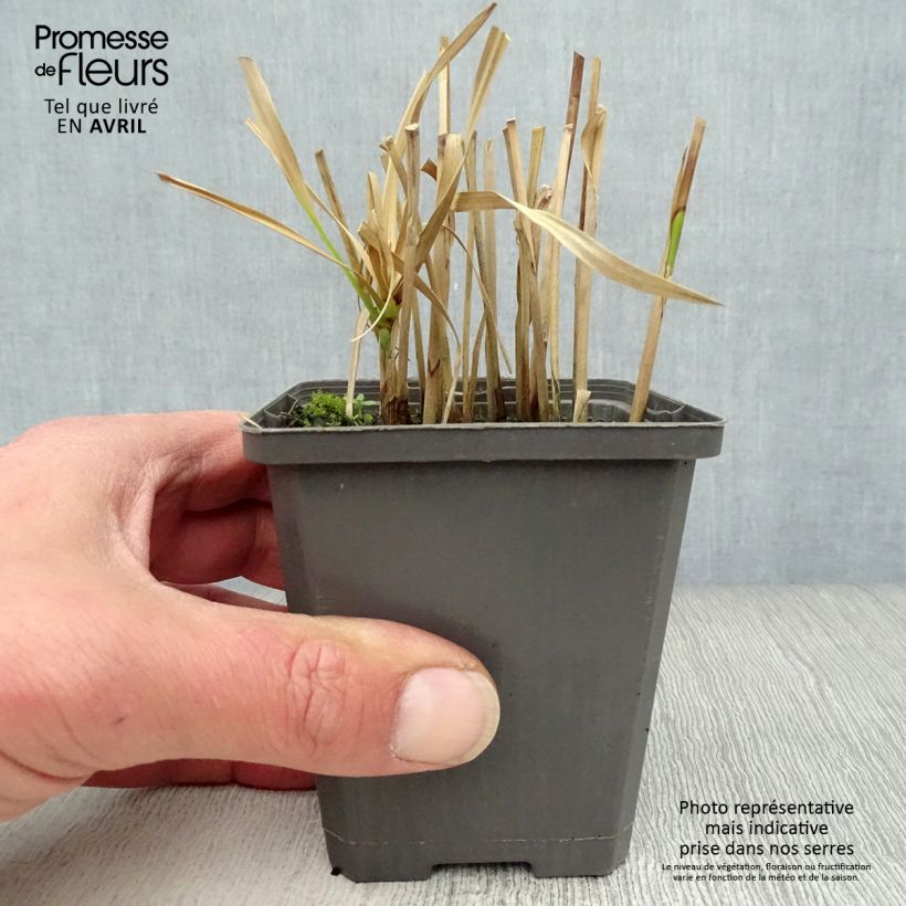 Cyperus glaber 8/9 cm pot sample as delivered in spring
