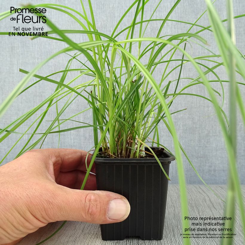Cyperus longus 8/9 cm pot sample as delivered in autumn