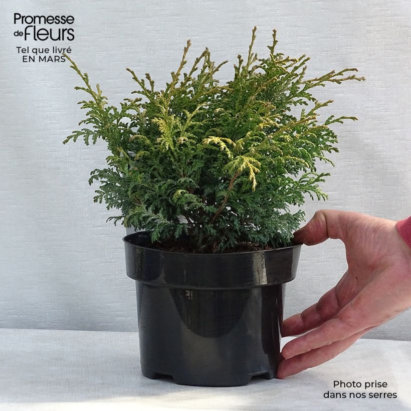 Chamaecyparis pisifera Golden Pincushion - Sawara Cypress 2L/3L pot sample as delivered in winter