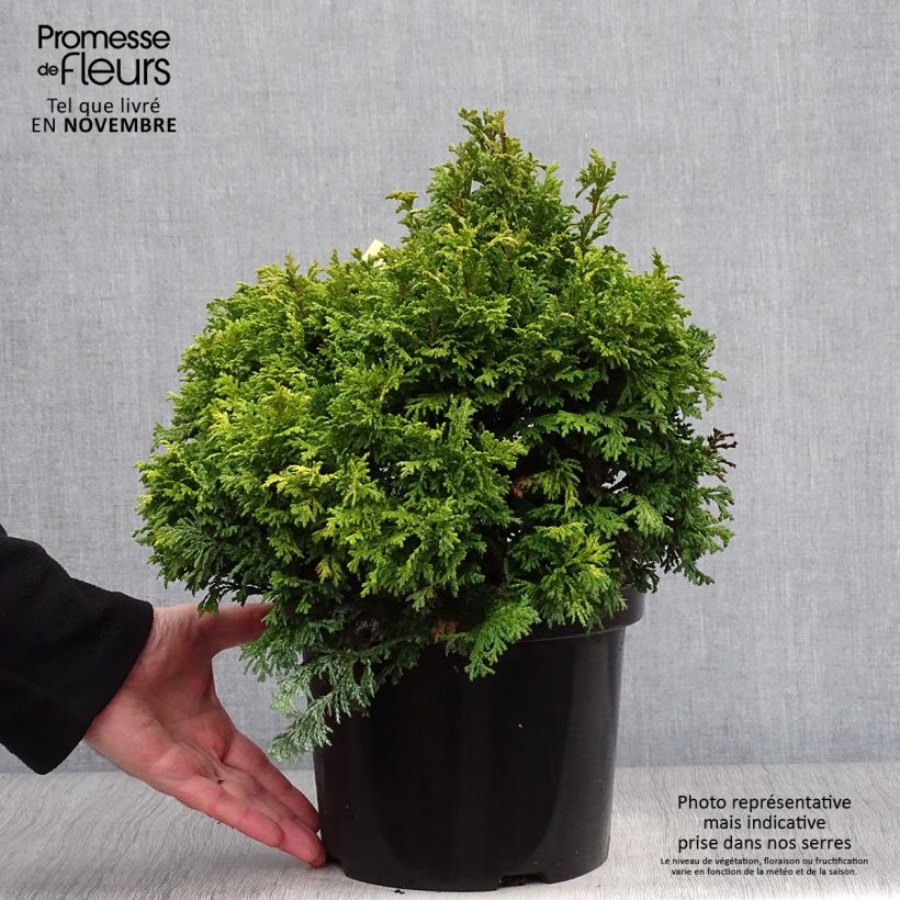 Chamaecyparis pisifera Golden Pincushion - Sawara Cypress 4L/5L pot sample as delivered in autumn