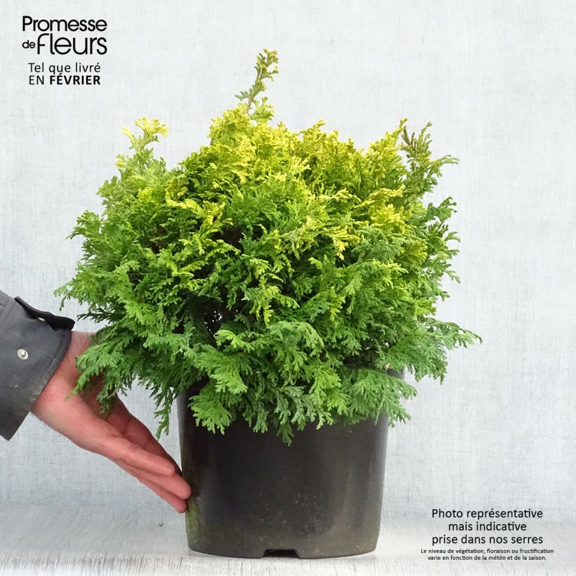 Chamaecyparis pisifera Golden Pincushion - Sawara Cypress 4L/5L pot sample as delivered in winter