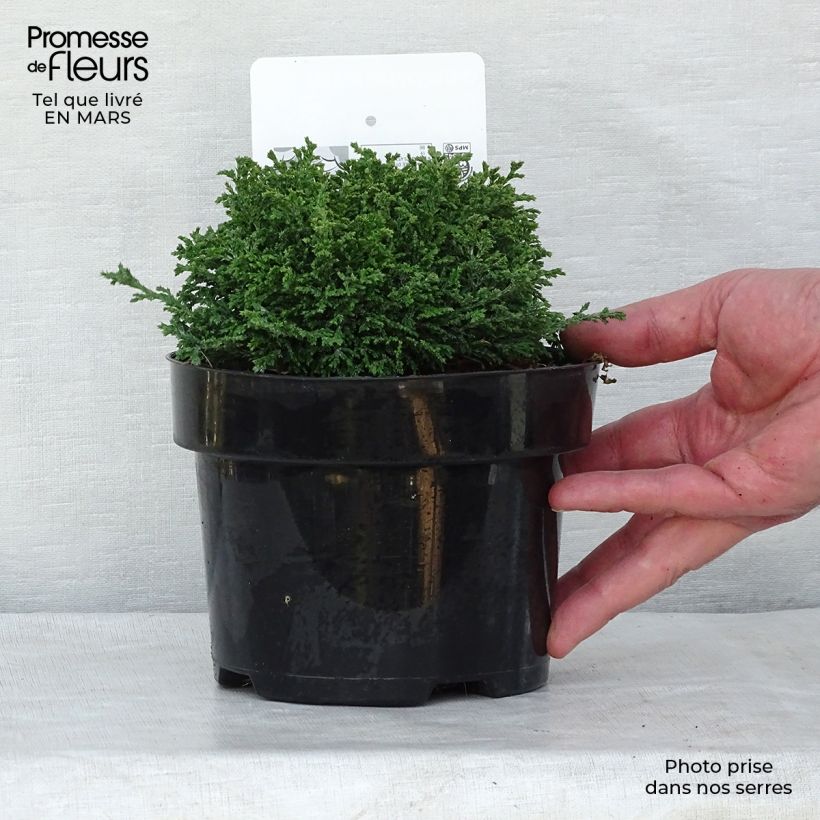 Chamaecyparis pisifera Hime-sawara - Sawara Cypress 2L/3L pot sample as delivered in winter