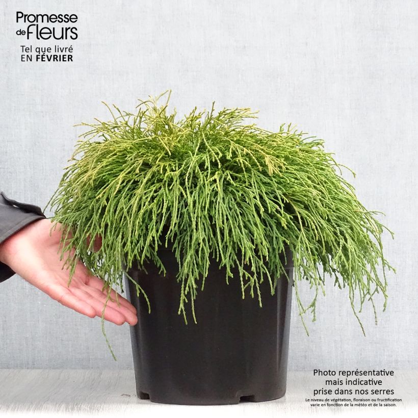 Chamaecyparis pisifera Sungold - Sawara Cypress 7.5L/10L pot sample as delivered in winter