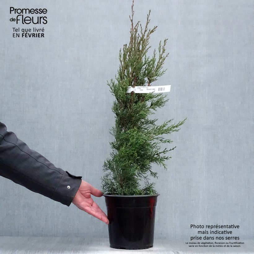 Cupressus sempervirens Garda 4L/5L pot sample as delivered in winter