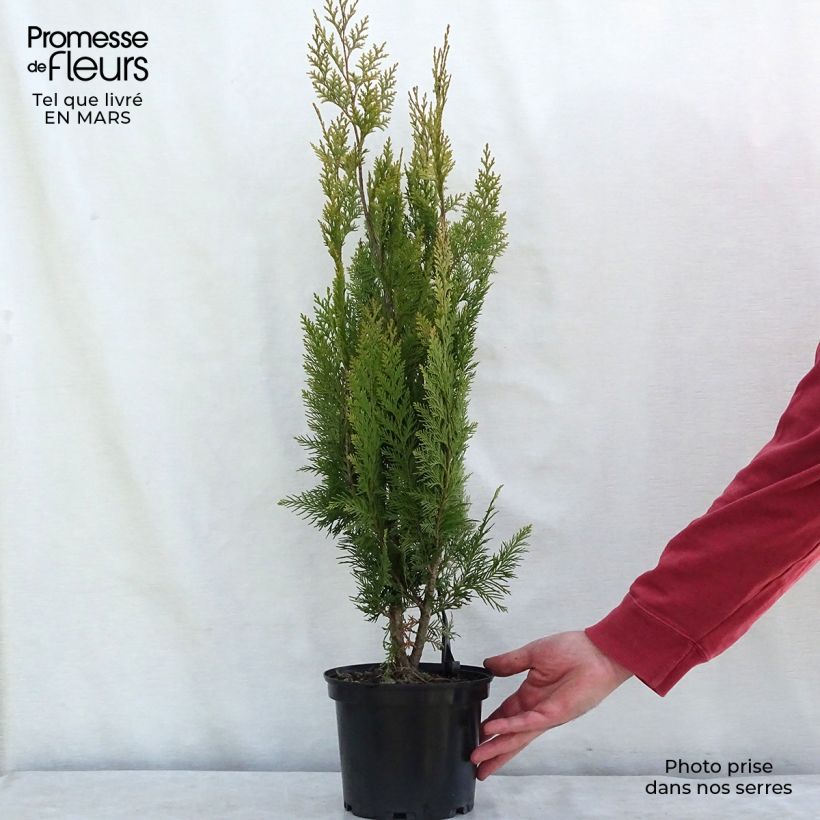 Chamaecyparis lawsoniana Alumigold - Lawson Cypress 7.5L/10L pot sample as delivered in spring