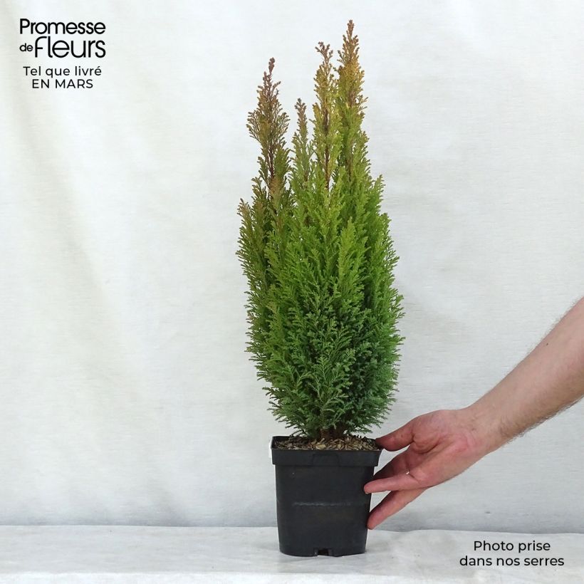 Chamaecyparis lawsoniana Elwoods Gold - Lawson Cypress 2L/3L pot sample as delivered in winter