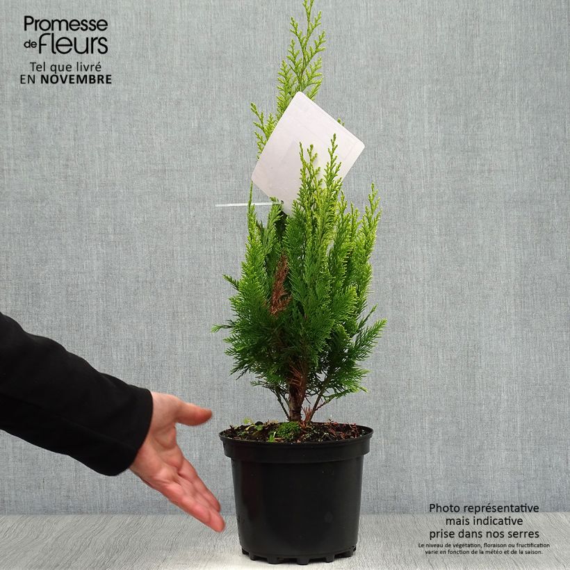 Chamaecyparis lawsoniana Ivonne - Lawsons Cypress 2L/3L pot sample as delivered in autumn