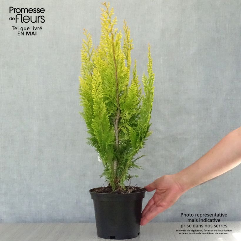 Chamaecyparis lawsoniana Ivonne - Lawsons Cypress 2L/3L pot sample as delivered in spring