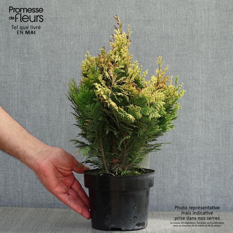 Chamaecyparis lawsoniana Pygmaea Argentea - Lawson's Cypress 2L/3L pot sample as delivered in spring