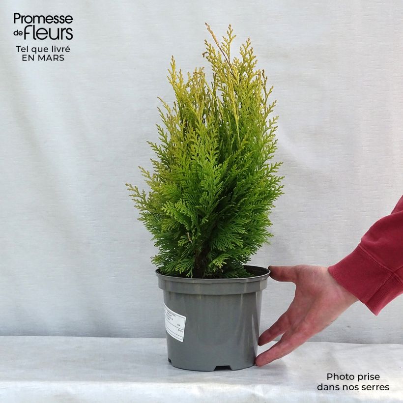 Chamaecyparis lawsoniana Stardust - Lawson's Cypress 2L/3L pot sample as delivered in winter
