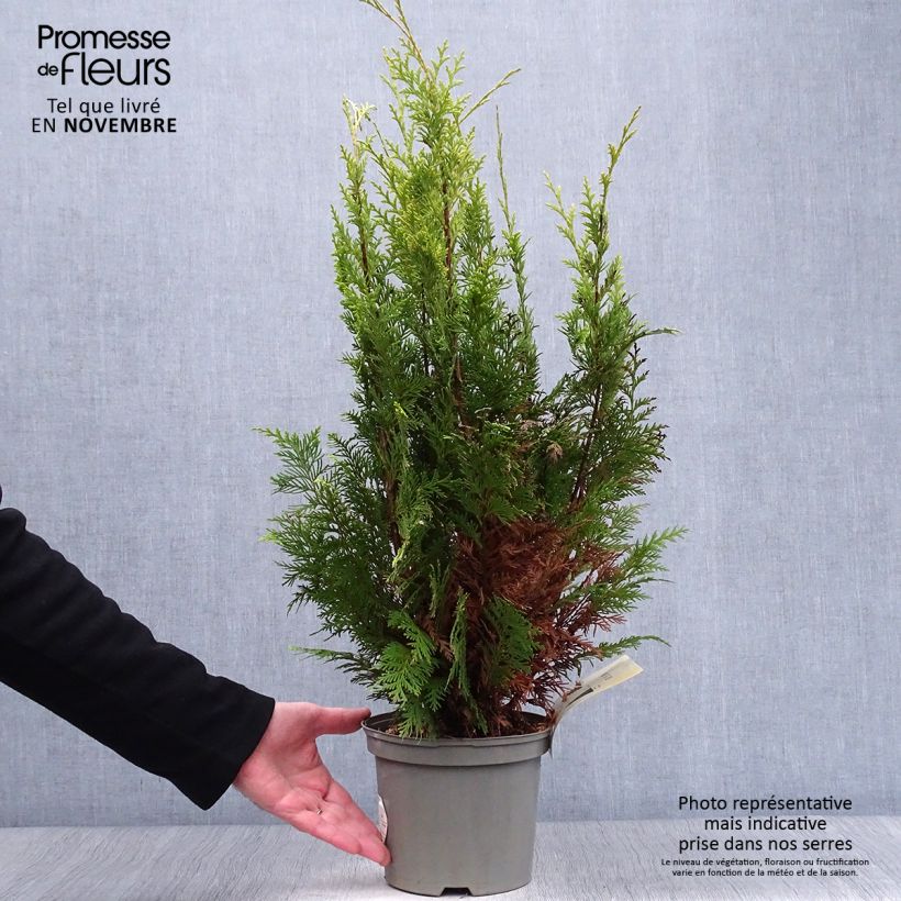 Chamaecyparis lawsoniana Stardust - Lawson's Cypress 2L/3L pot sample as delivered in autumn