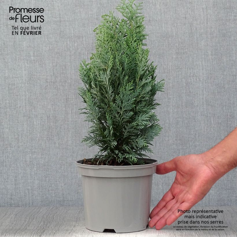 Chamaecyparis lawsoniana White Spot - Lawson Cypress 2L/3L pot sample as delivered in autumn