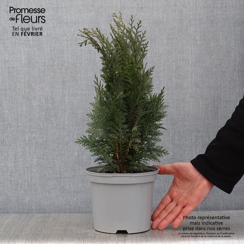Chamaecyparis lawsoniana White Spot - Lawson Cypress 2L/3L pot sample as delivered in winter
