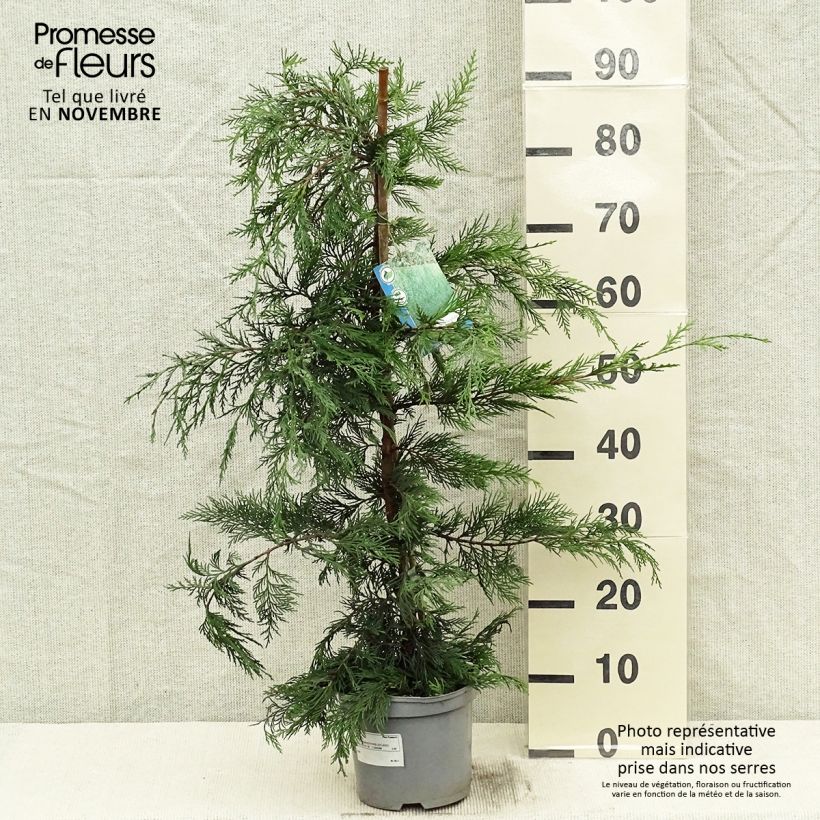 Leyland cypress - Cupressocyparis leylandii 2L/3L pot sample as delivered in autumn