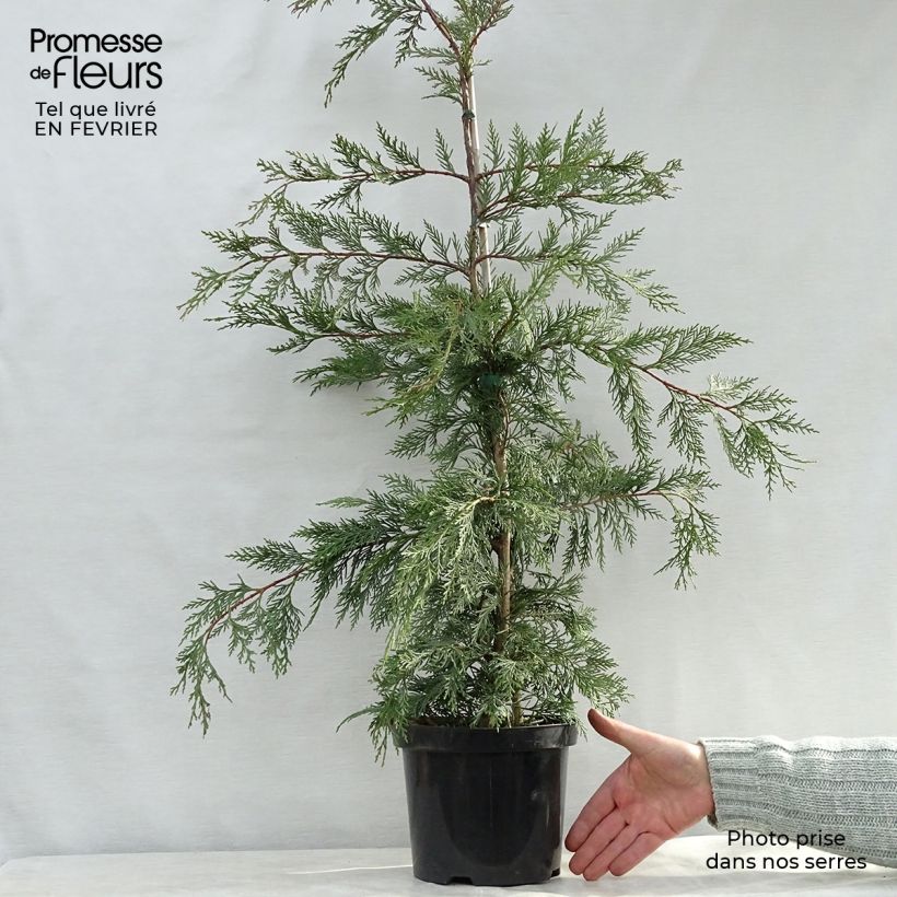 Leyland cypress - Cupressocyparis leylandii 4L/5L pot sample as delivered in winter