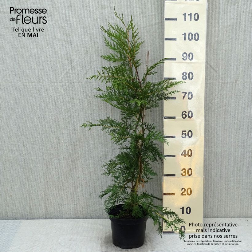 Leyland cypress - Cupressocyparis leylandii 4L/5L pot sample as delivered in spring