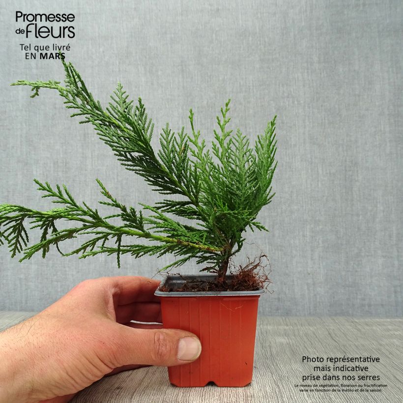 Leyland cypress - Cupressocyparis leylandii 8/9 cm pot sample as delivered in spring