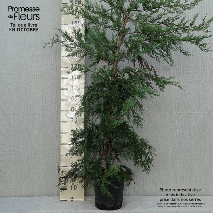 Leyland cypress - Cupressocyparis leylandii 6L/7L pot sample as delivered in autumn