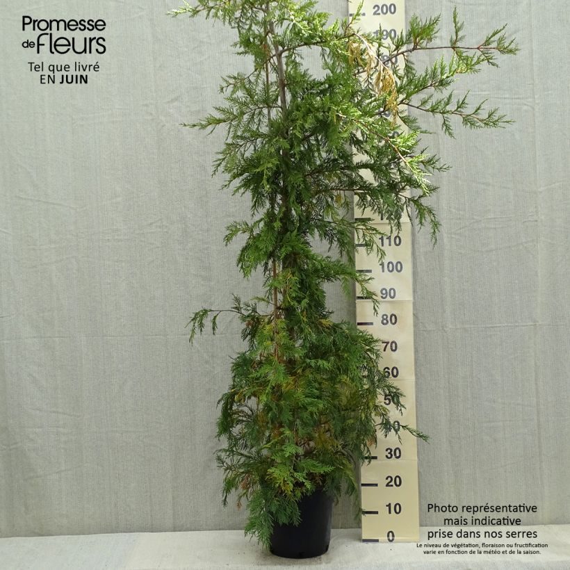 Leyland cypress - Cupressocyparis leylandii 6L/7L pot sample as delivered in spring