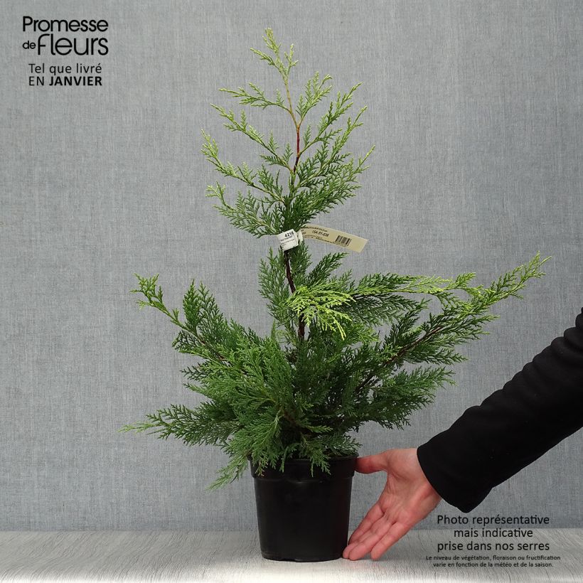 Cupressocyparis leylandii Excalibur Gold 2L/3L pot sample as delivered in winter