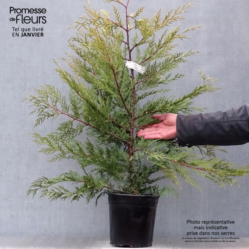 Cupressocyparis leylandii Excalibur Gold 4L/5L pot sample as delivered in winter