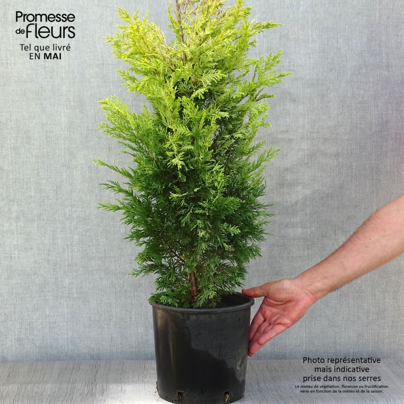 Cupressocyparis leylandii Gold Rider 6L/7L pot sample as delivered in spring