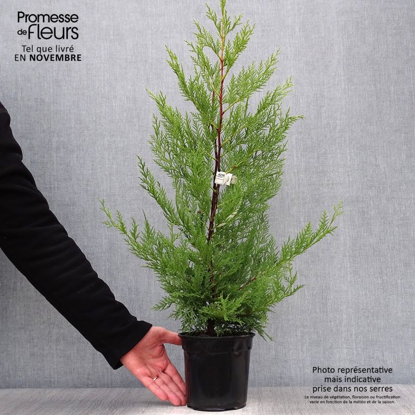 Cupressocyparis leylandii Oger 2L/3L pot sample as delivered in autumn